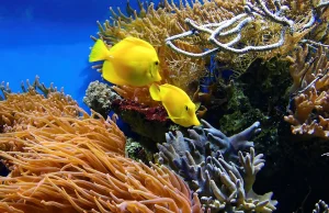 6 najpiękniejszych raf koralowych świata