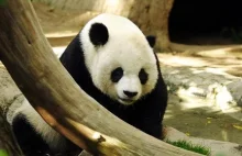 Zmarła najstarsza panda wielka na świecie. Dożyła 34 lat.