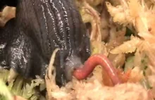 Czy ślimak zawsze jest powolnym mięczakiem?