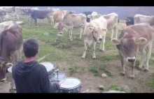 Farmer gra dla swoich krów. Są zachwycone!