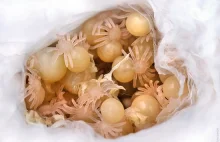 Jak wyglądają nowo narodzone tarantule?