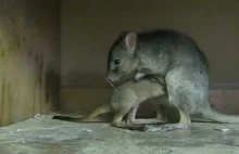 Kanguroszczur z Australii. Gatunek na skraju wymarcia.
