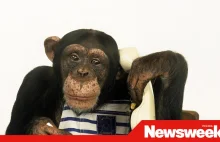 Dlaczego człowiek jest mądrzejszy od małpy? Nasze geny są niemal identyczne