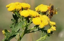 Unia zleca badania nad wymieraniem pszczół