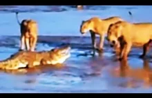 Lwy próbują upolować krokodyla.