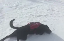 Pies z GOPRu odkrył niesamowity trick!