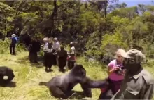 Ogromny goryl zaatakował turystkę podczas safari na terenie rezerwatu w Rwandzie