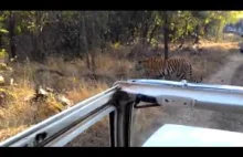 Bliskie spotkanie turystów z tygrysem, w odkrytym samochodzie