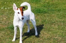 What you should know about Fox Terrier Dog breed