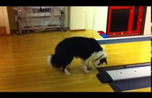 Pies kontra czujnik przekraczania linii na kręgielni