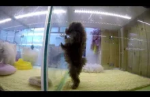 PUPPY DANCING