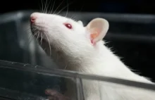 Magnetyczny implant w mózgu ślepego szczura pozwala mu widzieć