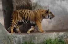 We wrocławskim ZOO tygrys zabił opiekuna