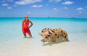 Pływające świnie na wyspach Bahama