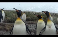 Trzysta tysięcy pingwinów!