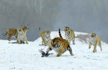 Nowa praca potwierdza sześć podgatunków tygrysa