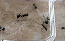 [ANG] Odważne mrówki ryzykują swoje życie, by uratować rodzeństwo z sieci pająka