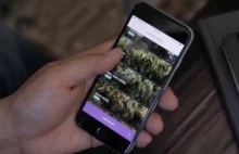 Marihuana z dostawą pod same drzwi. San Francisco testuje nową aplikację...