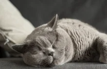 Chiny: operacja plastyczna kota. "Bo był brzydki"