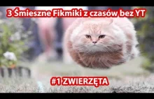 3 Śmieszne filmiki o zwierzakach