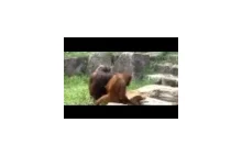 Orangutan i ręcznik