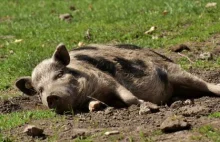 Kilkadziesiąt martwych świń przy drodze krajowej. "Smród był niewyobrażalny"