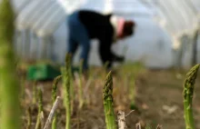 Niemcy zaniepokojeni: Przez 500 plus Polacy nie chcą zbierać szparagów