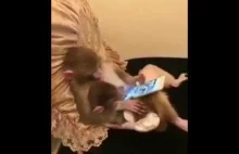 Małpi smartfon