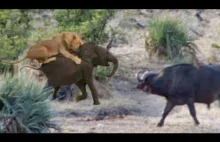 Bawoly ratuja slonia przed lwami.