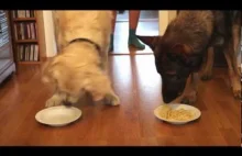 Psie zawody w jedzeniu spagetti na czas : Golden Retriever vs German Shepherd