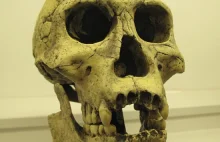 Homo erectus nie pochodzi z Afryki?