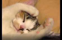 Śpiący kot - mega słodkie:)
