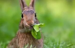 Bunny skubany - galeria zdjęć najsłodszych zwierzaczków