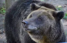 Niedźwiedzica wykopała pocisk moździerzowy. Akcja saperów w zoo w Poznaniu