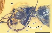 Unikatowy skamieniały owad z "nożycami" na głowie i tułowiu