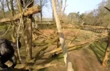 Szympans "zestrzelił" drona patykiem (wideo)