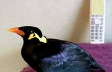 Ptak gadający po japońsku