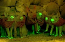 Chińczycy stworzyli świnie, które świecą w ciemnościach