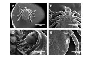 Pierwsze żywe zwierzę sfilmowane pod skaningowym mikroskopem elektronowym