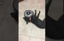 Leniwy pies i robot sprzątający