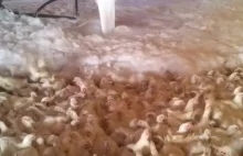 Tysiące kurczaków uduszonych pianą