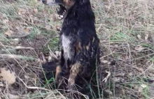 Najpierw go powiesił potem podpalił.Policja szuka sprawcy!