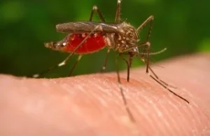 Kogo gryzą komary?