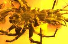 Prehistoryczny pająk z ogonem zatopiony w bursztynie