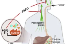 Hormon oduczy nas objadania się cukrem?