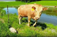 Krowa prosi faceta o uratowanie cielaka.