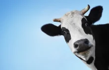5 powodów dlaczego nie powinieneś pić mleka | Strefa Faceta