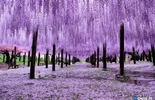 Drzewa Wisterii w Japonii