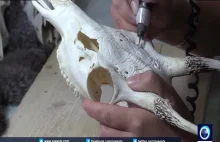 Rosjanka wali grawerkę na zwierzęcych czaszkach