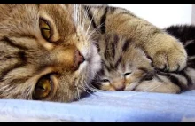 Kocia mama opiekuje się sześcioma kociętami